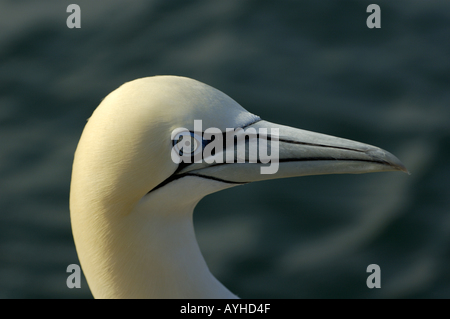 Basstölpel - Morus Bassanus - am frühen Morgen, Frankreich. Stockfoto