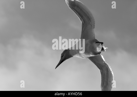 Frankreich ein Tölpel nördlichen Morus Bassan fliegen Stockfoto