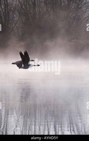 Branta Canadensis. Kanadagänse durch Dawn Nebel fliegen. Oxfordshire, Vereinigtes Königreich Stockfoto