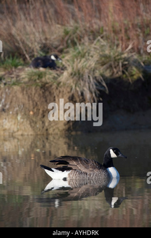 Branta Canadensis. Männliche Kanadagans mit weiblichen Verschachtelung im Hintergrund Stockfoto