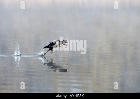 Gallinula Chloropus. Teichhuhn laufen auf dem Wasser. Oxfordshire, England Stockfoto