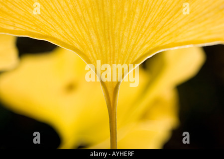 Ginkgo-Blatt in flachen Fokus im oberen Vordergrund vor weitere Blätter in Ferne gelb Stockfoto