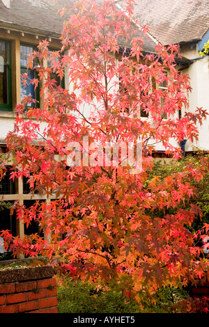 Japanische Acer im herbstlichen Laub Mitte Oktober Roath Cardiff UK Stockfoto