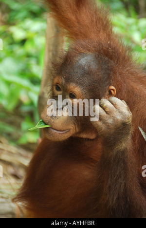 Porträt des jungen Orang Utan Pongo Pygmaeus Essen Vegetation in Sabah, Borneo, Malaysia Stockfoto