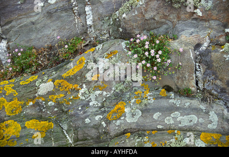 Flechten und Sand Spörgel wächst auf Felsen. Stockfoto