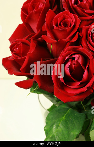 Bouquet von eng gebündelten zusammen Closeup tiefrote Rosen mit grünen grünen Stängel und samt weichen Blütenblätter Stockfoto