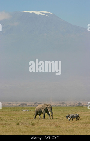 Elefanten und Zebras im Schatten des Mt. Kilimanjaro Stockfoto