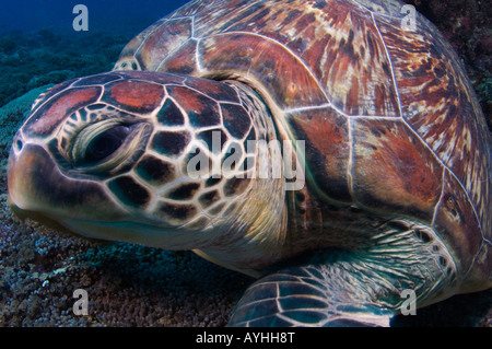 Grüne Schildkröte Closeup Chelonia Mydas Gili Trawangan Lombok Indonesien Pazifik vom Aussterben bedrohte Arten Stockfoto