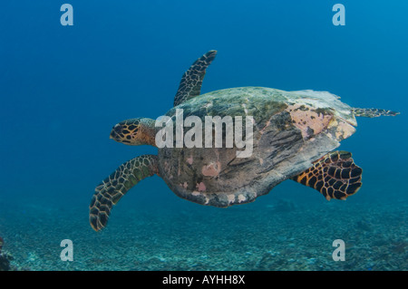 Echte Karettschildkröte auf dem Riff Eretmochelys Imbricata Artenschutz Gili Trawangan Lombok Indonesien Pazifischen Ozean Stockfoto