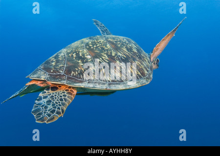 Grüne Schildkröte Closeup Chelonia Mydas Gili Trawangan Lombok Indonesien Pazifik vom Aussterben bedrohte Arten Stockfoto