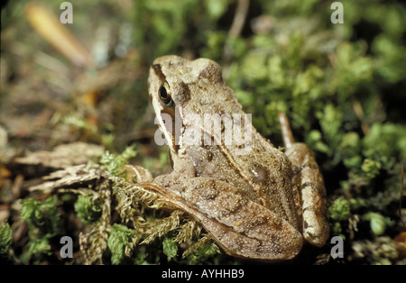 Grasfrosch Rana temporaria Stockfoto