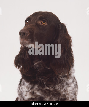 Kopf auf eine deutsche Spaniel vorausschauend und Licht nach oben. Stockfoto