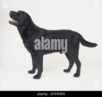 Schwarzer Hund stehen. Stockfoto