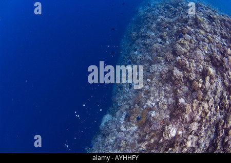 Vertical Drop-off von über 2000m Shark Cave Layang Layang Atoll Sabah Borneo Malaysia Südchinesischen Meer Pazifischer Ozean Stockfoto