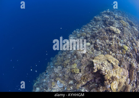 Vertical Drop-off von über 2000m Shark Cave Layang Layang Atoll Sabah Borneo Malaysia Südchinesischen Meer Pazifischer Ozean Stockfoto