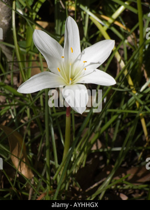 Atamasco Lily Zephyranthes Atamasca weiße Blume Florida Panhandle Stockfoto