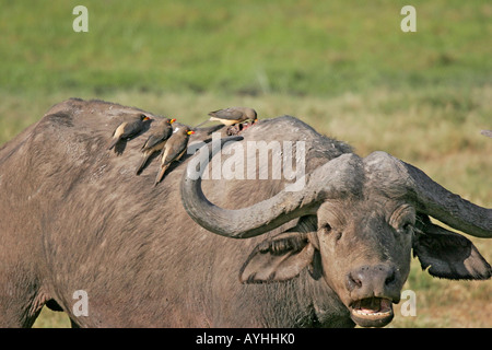 Kaffernbüffel mit Redbilled Oxpeckers in afrikanischen Wildpark Stockfoto