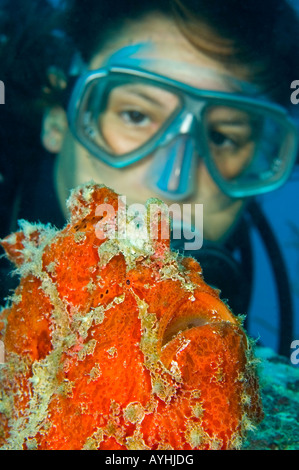 Taucher Uhren eine Riesen Anglerfisch Antennarius Commersoni Yap Mikronesien Pazifischen Ozean Stockfoto