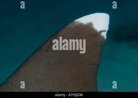 Weißspitzen-Riff Hai Rückenflosse Triaenodon Obesus Yap Mikronesien Pazifischen Ozean Stockfoto