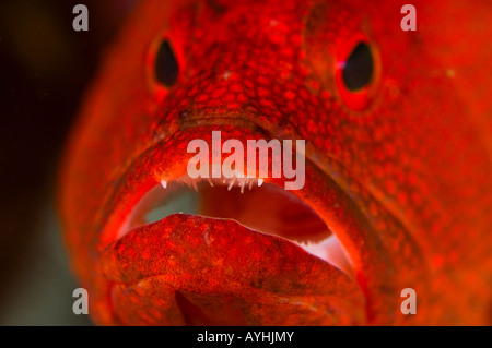 Tomaten Zackenbarsch Cephalopholis Sonnerati gereinigt Yap Mikronesien Pazifischen Ozean Stockfoto