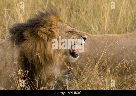 Afrika, Afrika, Kenia, Kenia, Masai, Mara, Löwe Stockfoto