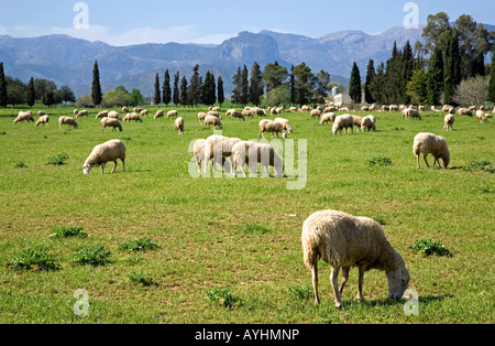 Schafe weiden in der Nähe von Sencelles Dorf. Insel Mallorca. Spanien Stockfoto