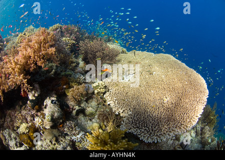 Tabelle Koralle Acropora sp Psuedanthias sp Chromis sp und andere Sorten von Korallen Menjangan Island National Park Pemuteran Bali Stockfoto