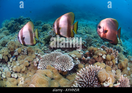 Drei Spadefish in Bildung auf Coral reef Platax Orbicularis Acropora sp Menjangan Island National Park Pemuteran Bali Stockfoto