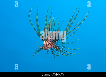 Juvenile Rotfeuerfisch Pterois Volitans Puri Jati Nord Bali Indonesien Pazifischen Ozean Stockfoto