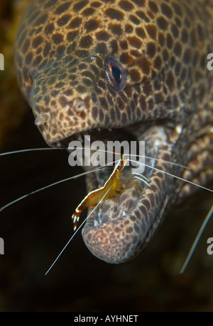 Leopard Muräne Gymnothorax Favagineus gereinigt von scarlet Lady Garnele Lysmata Amboinensis Tulamben-Bali-Indonesien-Pazifik Stockfoto