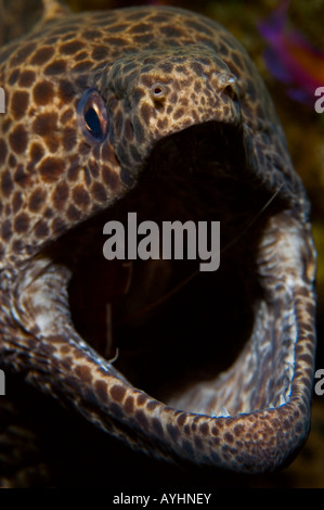 Leopard Muräne Gymnothorax Favagineus gereinigt von scarlet Lady Garnele Lysmata Amboinensis Tulamben-Bali-Indonesien-Pazifik Stockfoto