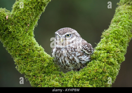 Steinkauz Athene Noctua thront auf Zweig Stockfoto