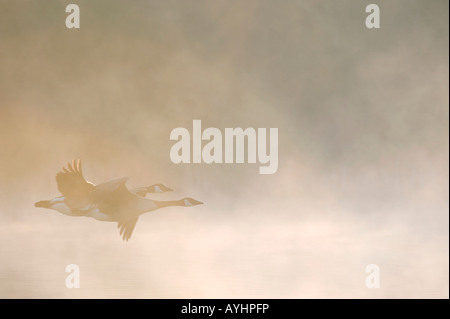 Branta Canadensis. Kanadagänse durch Dawn Nebel fliegen. Oxfordshire, Vereinigtes Königreich Stockfoto