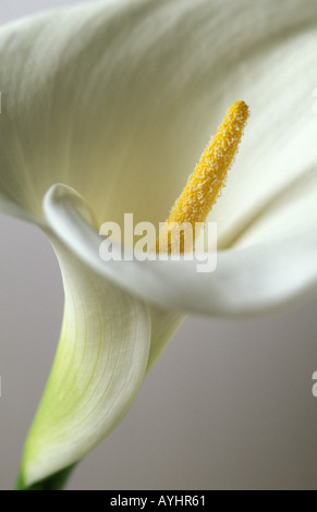 Weisse Lilie Kalla Stockfoto