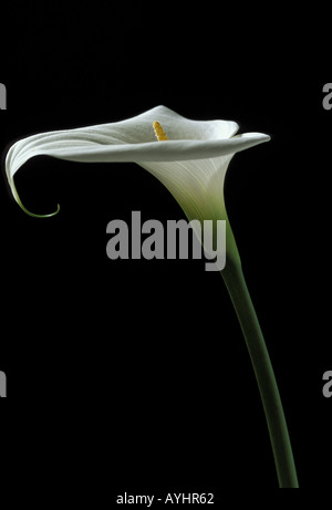 Weisse Lilie Kalla Stockfoto
