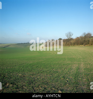 Seasons Serie große Kreide Downland Feld Combe Berkshire Sämling Getreide Ernte Weizen Dezember Stockfoto