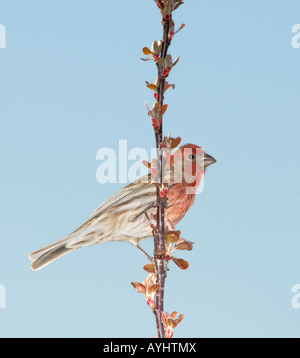 Ein männlicher Haus Fink, Carpodacus Mexicanus, sitzt in einer angehenden Crabapple Baum. Oklahoma, USA. Stockfoto