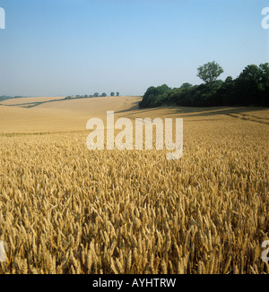 Seasons Serie große Kreide Downland Feld Combe Berkshire reif goldenen Weizen Ernte August Stockfoto