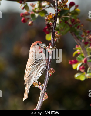 Ein männlicher Haus Fink, Carpodacus Mexicanus, sitzt in einer angehenden Crabapple Baum. Oklahoma, USA. Stockfoto