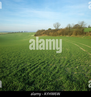 Seasons Serie große Kreide Downland Feld Combe Berkshire Sämling Weizen Ernte Februar Stockfoto