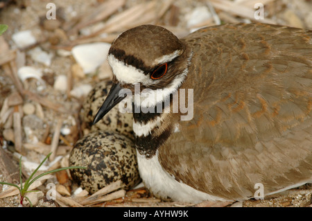 Killdeer nest Stockfoto