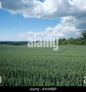 Seasons Serie große Kreide Downland Feld Combe Berkshire Weizen in unreifen grünen Ohr Juli Stockfoto