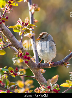 Ein 1. Winter Chipping Spatz hockt in einem Zierapfel-Baum voller Blüten. Oklahoma, USA. Stockfoto