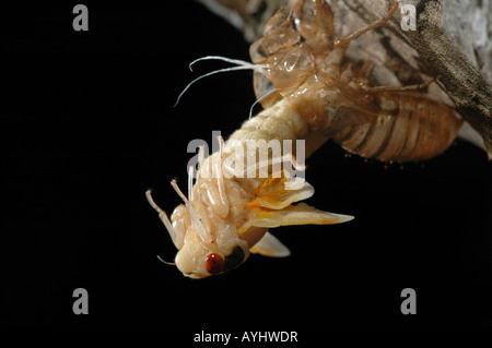 periodische Zikade aufstrebenden Metamorphose Stockfoto