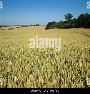 Seasons Serie große Kreide Downland Feld Combe Berkshire reif goldenen Weizen Ernte Juli Stockfoto