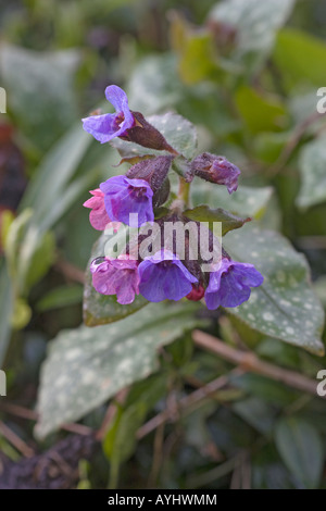 Blaue Blumen auf Frühjahr blühende Lungenkraut, Pulmonaria Officinalis, herb Stockfoto