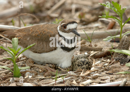 Killdeer nest Stockfoto