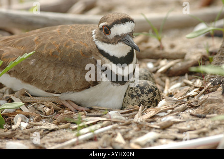 Killdeer nest Stockfoto