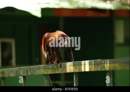 Roter Bruellaffe Klettert Auf Einem Gelaender Amazonas Brasilien Stockfoto