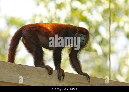 Roter Bruellaffe Klettert Auf Einem Gelaender Amazonas Brasilien Stockfoto